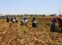 Yargıtay'dan tarım işçilerini ilgilendiren kritik karar