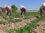 Tüm çiftçileri ilgilendiriyor! 2027'de 16 ürün daha sigortalanacak