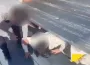 Polis Her Yerde Arıyordu! 20 Suç Kaydı Olan Firari Bakın Nerede Yakalandı