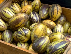 Pepino Kastamonu'da yüz güldürdü