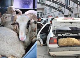 4 kişi ve 9 koç bir otomobilde!
