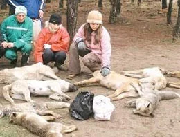 Baykal'ın tilkilerini öldürdüler