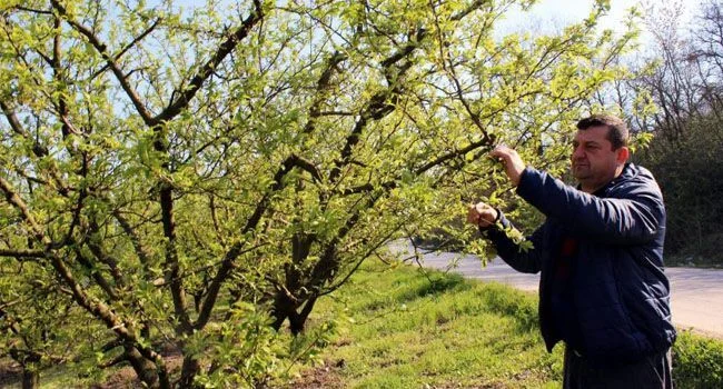 Şeftali Yine El Yakacak; Üretici Mağdur