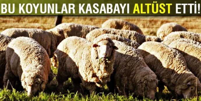 Esrar yiyen koyunlar kasabayı altüst etti