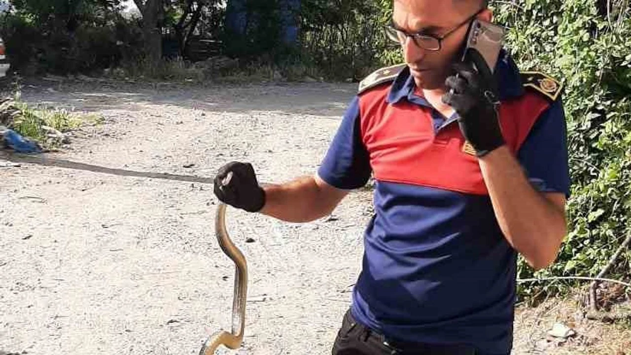 İnegöl'de yılan görülme vakaları neden arttı?