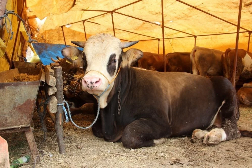 İnegöl'de kurban kesim noktaları açıklandı