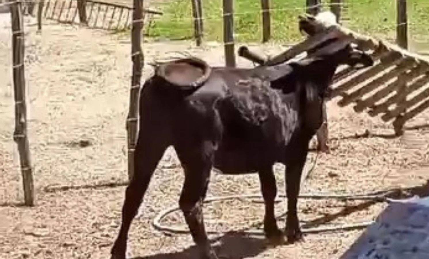 Başı sıkışan inek uzun süre kurtarılmayı bekledi