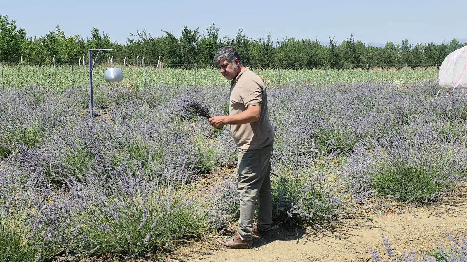 İnegöl’de Lavanta Bahçesi'nin Kapılarını Vatandaşa Açtı