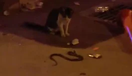 İnegöl'ün merkezinde kedi ve yılan karşılaşması!