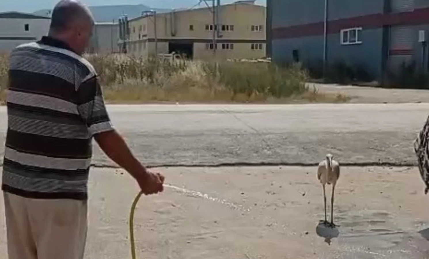 Sıcaktan bunalan leyleği hortumla serinletti