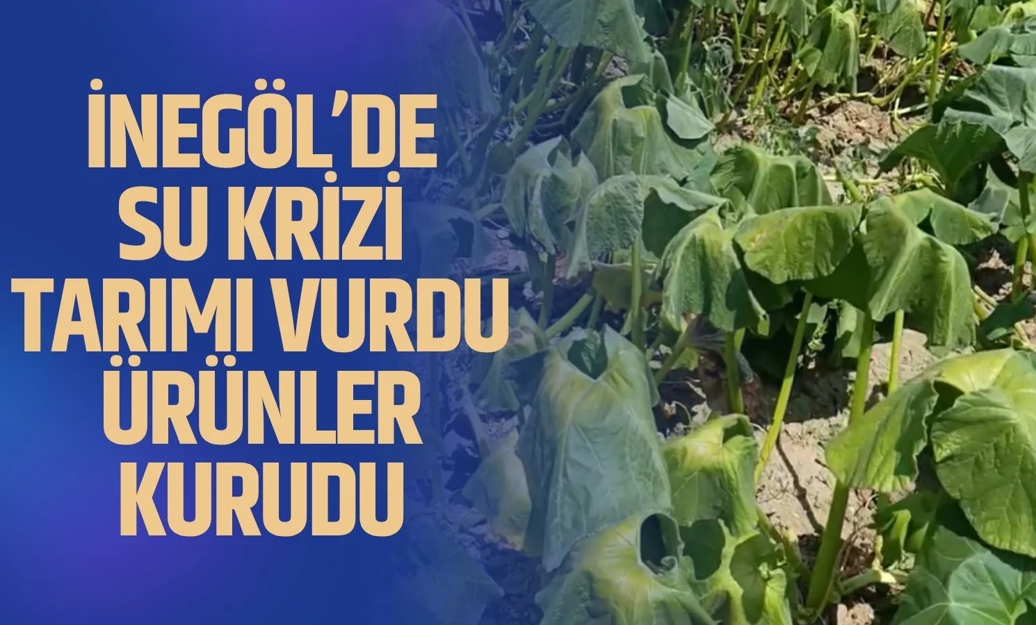 İnegöl'de ki su krizi tarımı vurdu! Ürünlerimiz kurudu