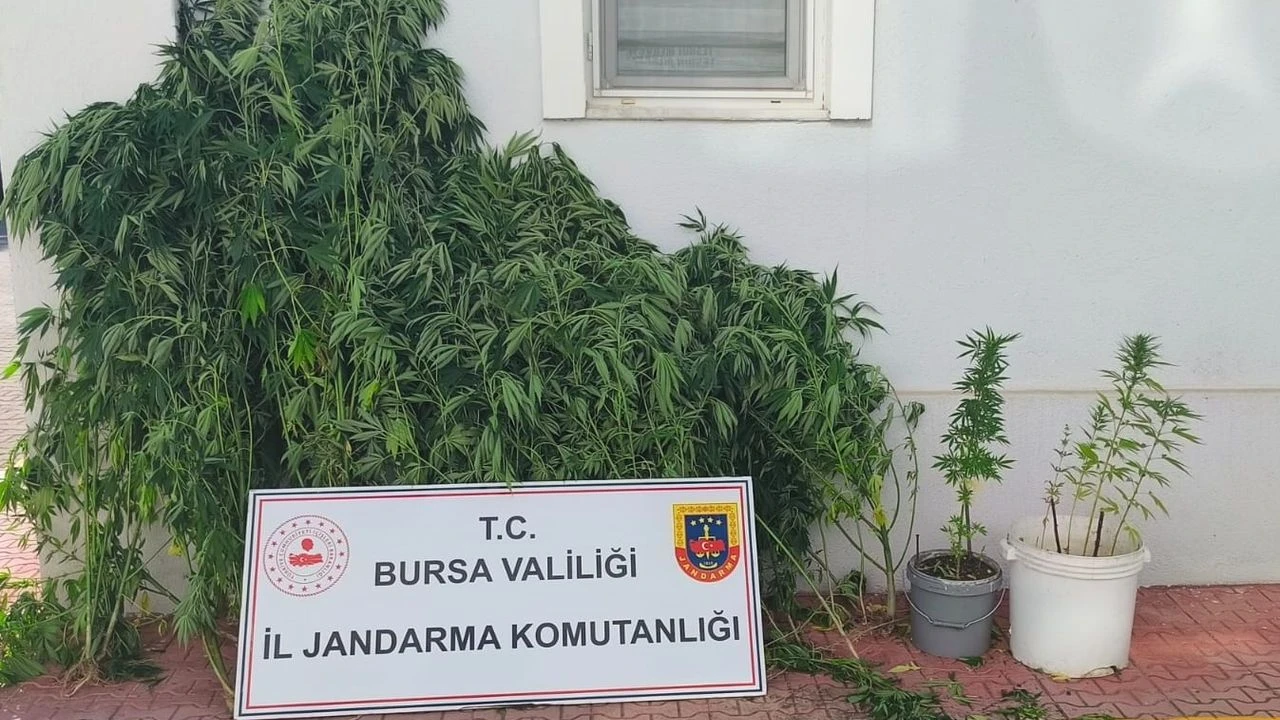İnegöl'de bahçesini uyuşturucu yuvasına dönüştüren şahıs yakalandı!