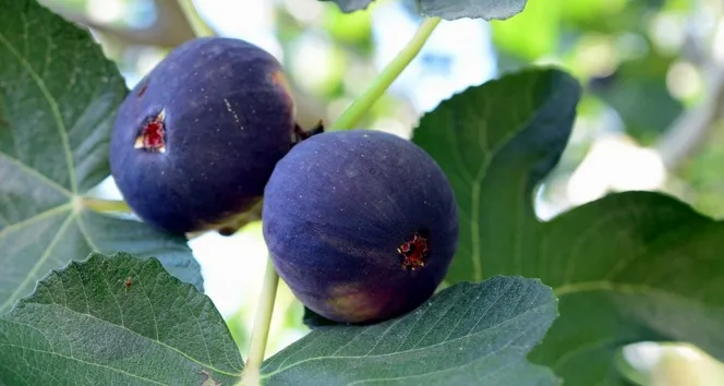 Siyah inicre gümrük engeli: Tonlarcası çöp mü olacak?