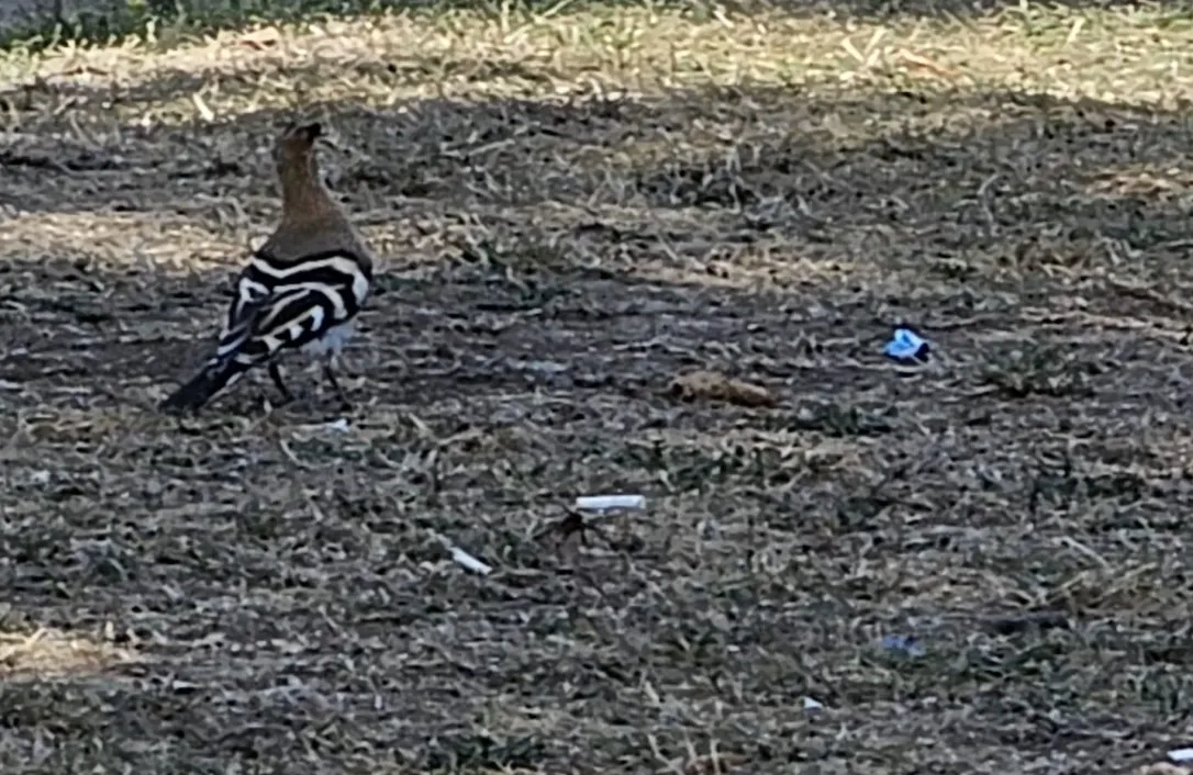 İnegöl’de Kültürpark’ta ibibik kuşu görüldü!