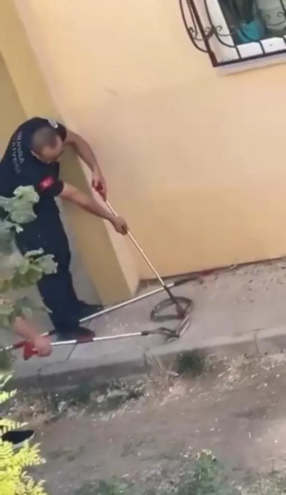 İnegöl'de bahçede yakalandı! İnsan boyunda