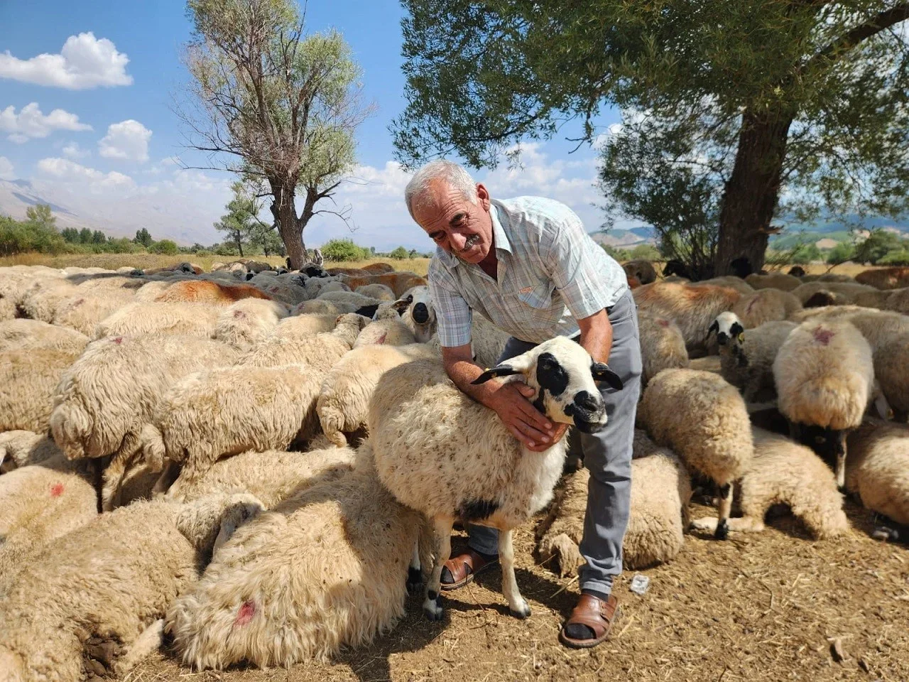 Çoban bulunamıyor, maaşlar 130 bin TL'ye yükseldi