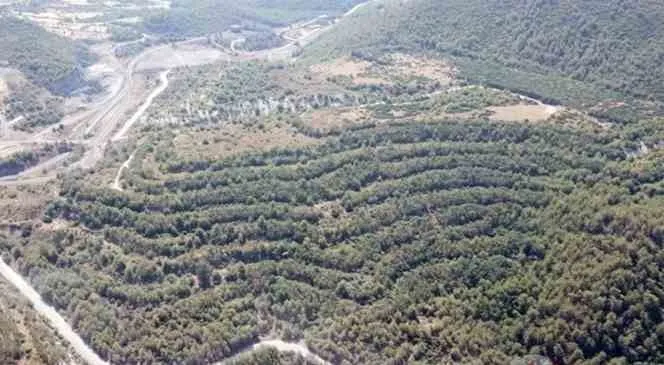 Muğla’da zeytinlik krizi: Akbelen’de gözaltılar