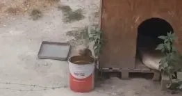 İnegöl'de o mahalleyi fareler bastı! Vatandaş tedirgin