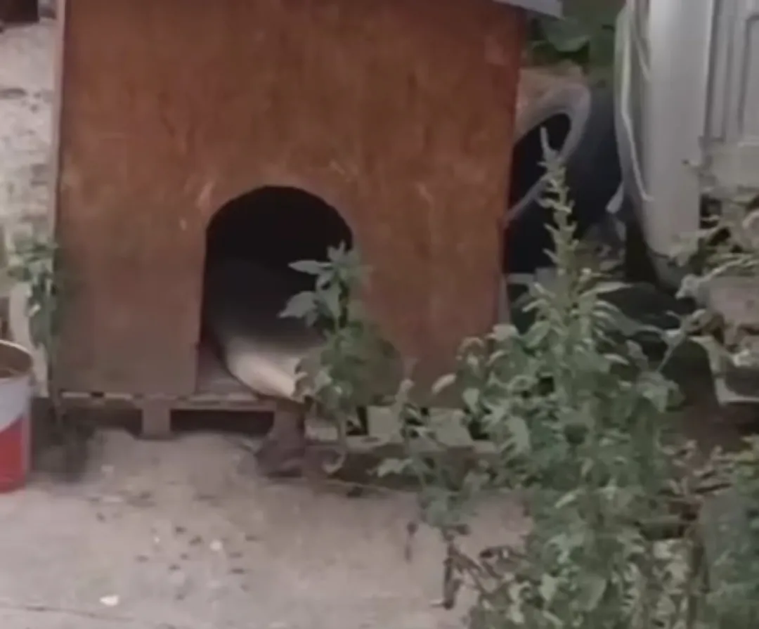 İnegöl'de her yeri istila ettiler