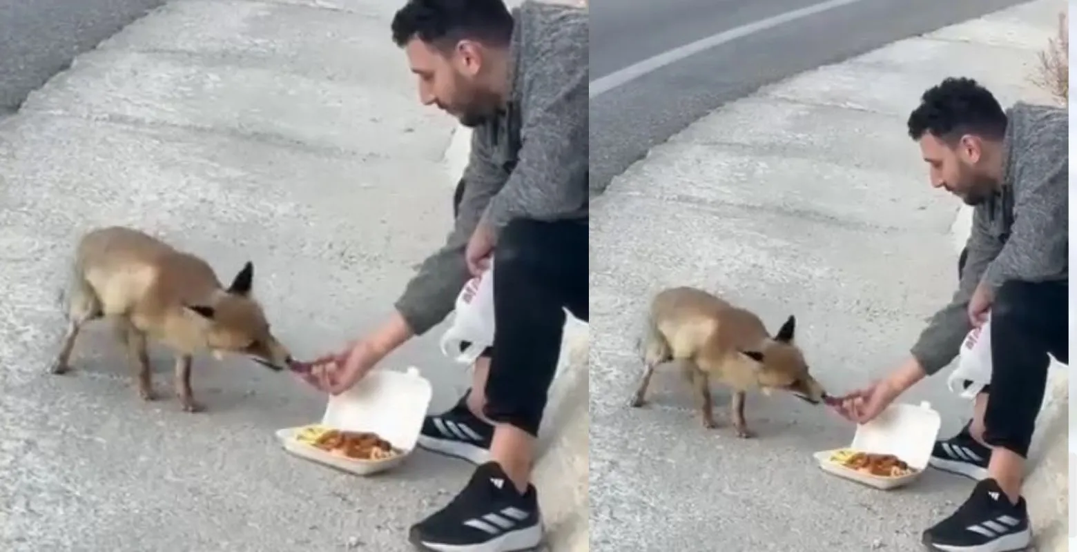 Yol kenarında elleriyle yemek yedirdi