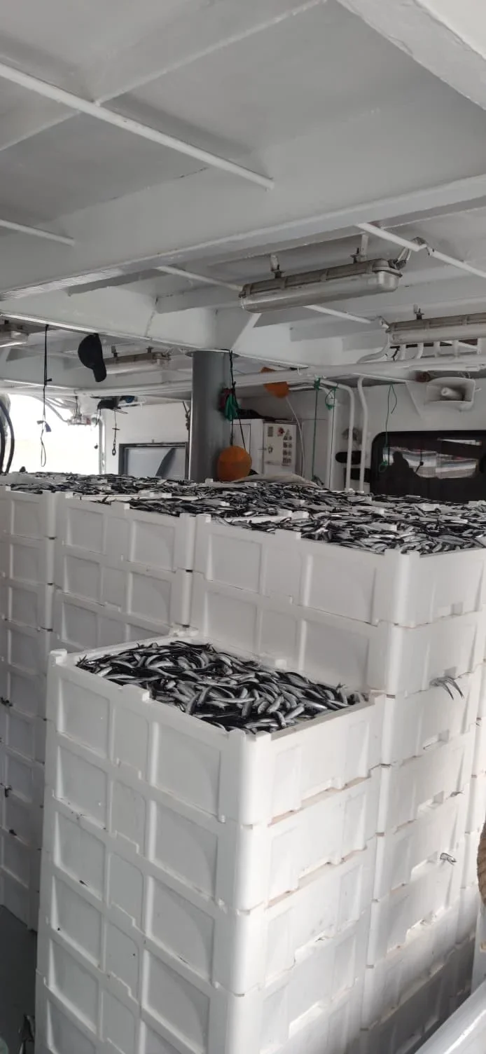 Avlanan 440 Ton Hamsi Karaya Çıkartıldı