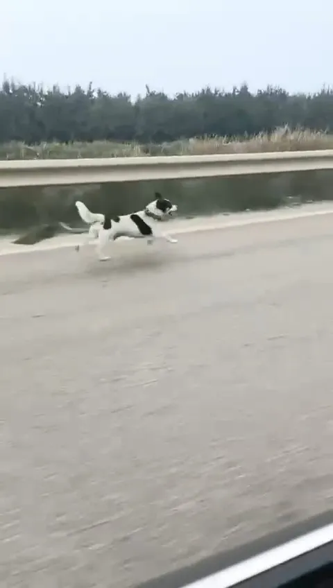 Terkedilen köpek yağmura rağmen sahibinin peşinden koştu