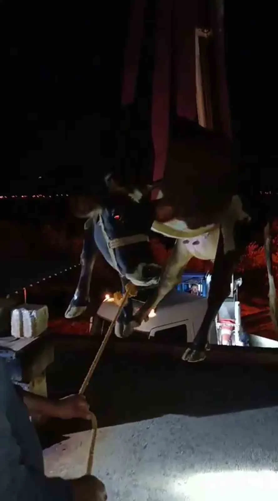 Hatay'da Vinç Yardımıyla Kurtarılan İnek Sonunda Güvenli Ellere Ulaştı