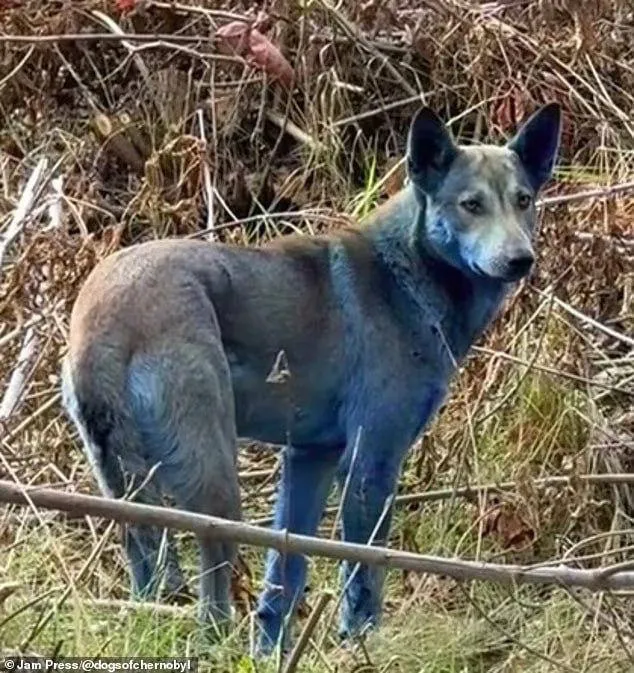 Burada yaşayan köpeklerin tüyleri maviye döndü