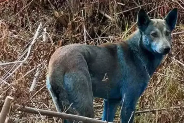 Sokak köpeklerinin rengi maviye döndü!