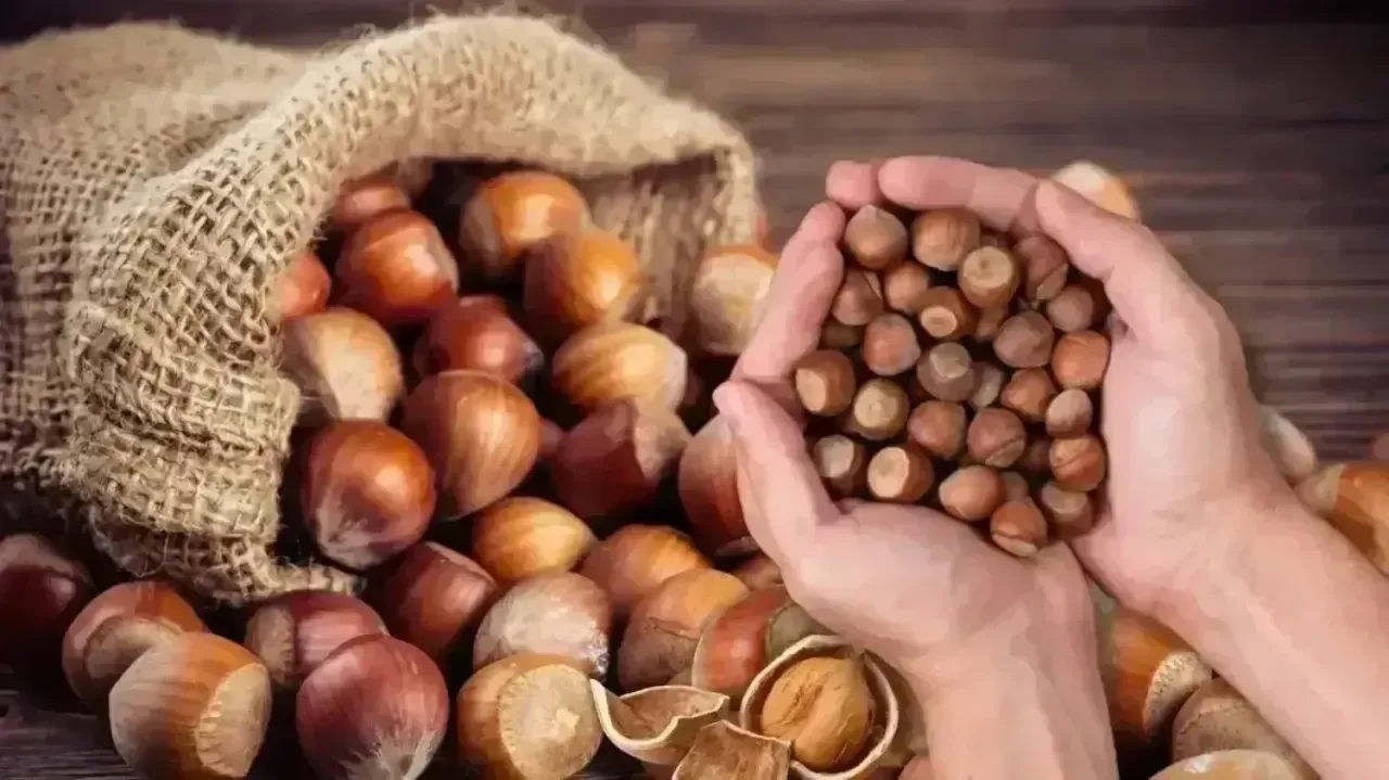 Döviz ve ihracat etkisiyle fındık fiyatları yükselişte