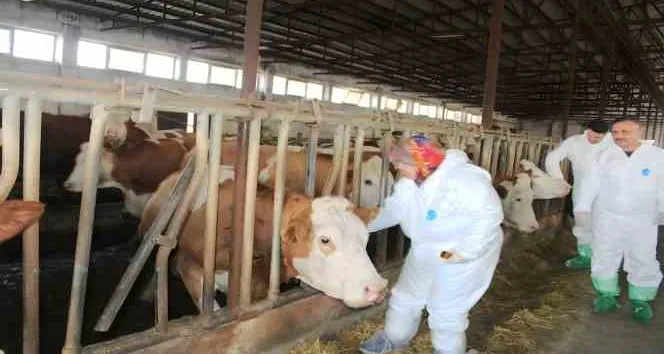 Hayvancılığın pandemisi şap: Türkiye'de asırlık mücadele