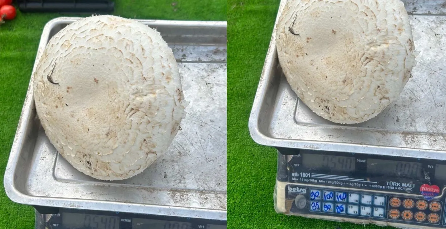 İnegöl'de satışa çıkan mantar görenleri şoke etti!