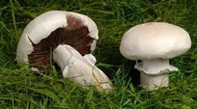 İnegöl'de bir zehirlenme vakası daha