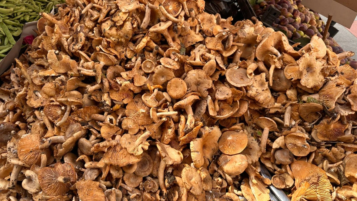 İnegöl'de son günlerde zehirlenmeler arttı! Uyarı geldi