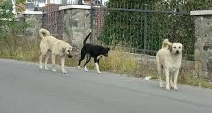 Sokak köpeklerini beslemek yasaklandı