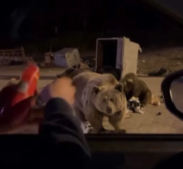 Ayıya yaklaşan vatandaş ölümden döndü