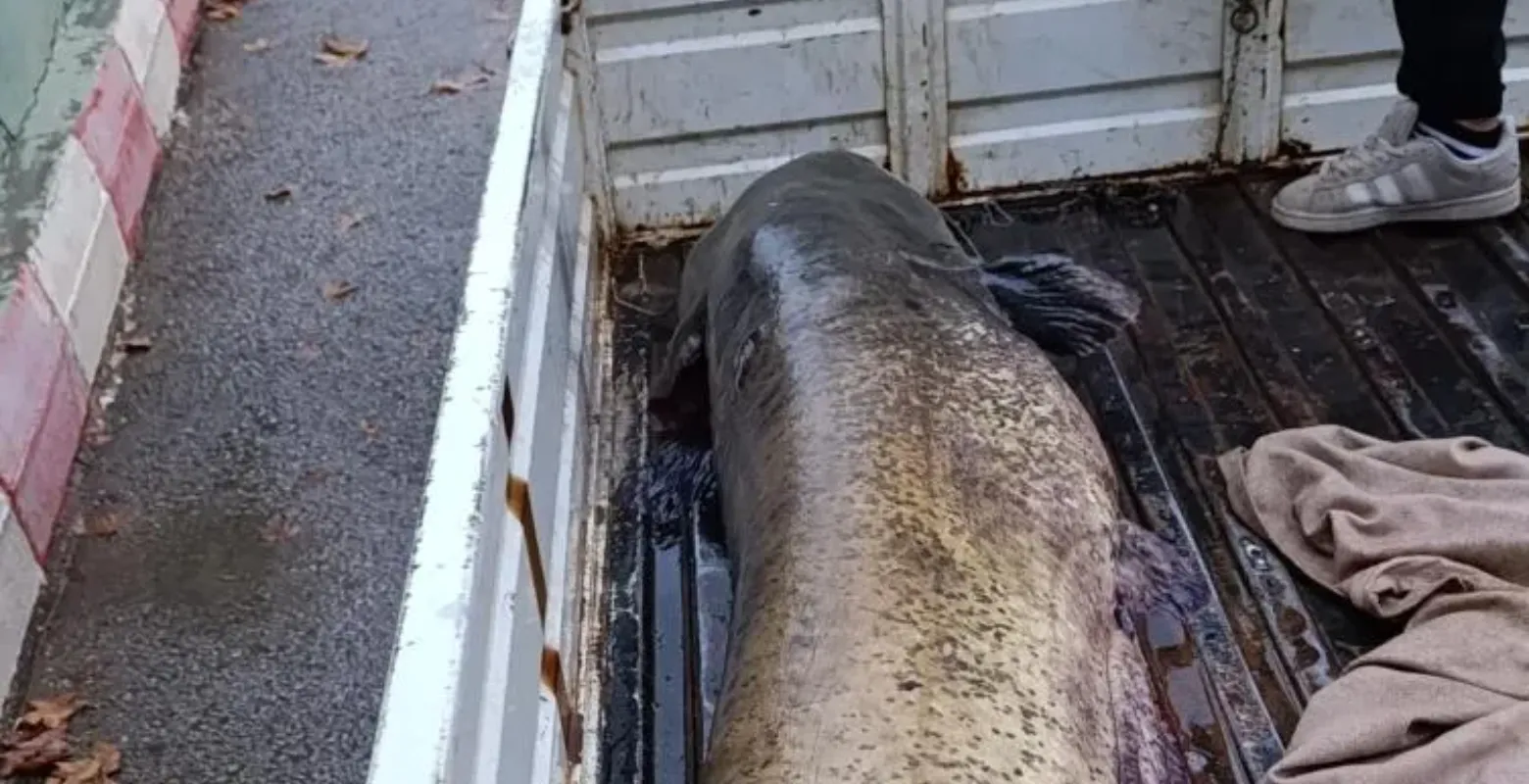 İznik Gölü'nde balıkçı dev yayın balığı yakaladı