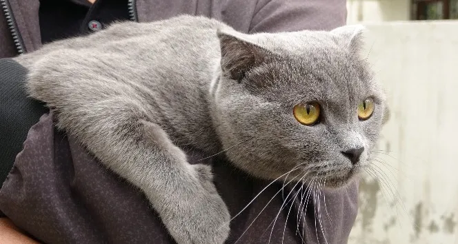 İştahsız kedisini veterinere götürdü, aldığı cevapla şok oldu