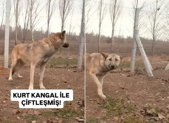 Kangal ile kurt çiftleşti! Ortaya bu tür çıktı
