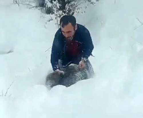 Sigara Elinde, Domuz Kucağında: Sinop’ta İlginç Görüntüler