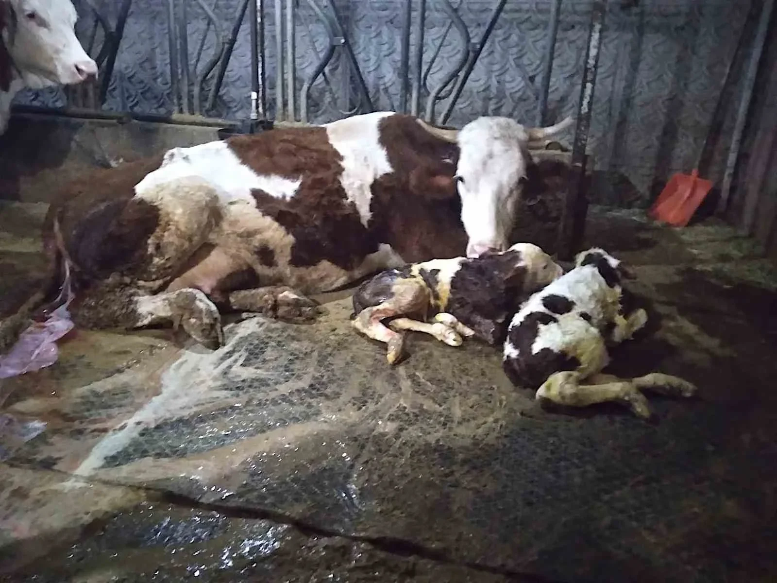 Çavdar ailesinin çiftliğinde 15 gün arayla ölü ve ikiz doğum