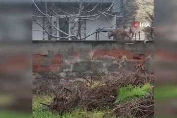 İnegöl şehir merkezinde tilki görüldü