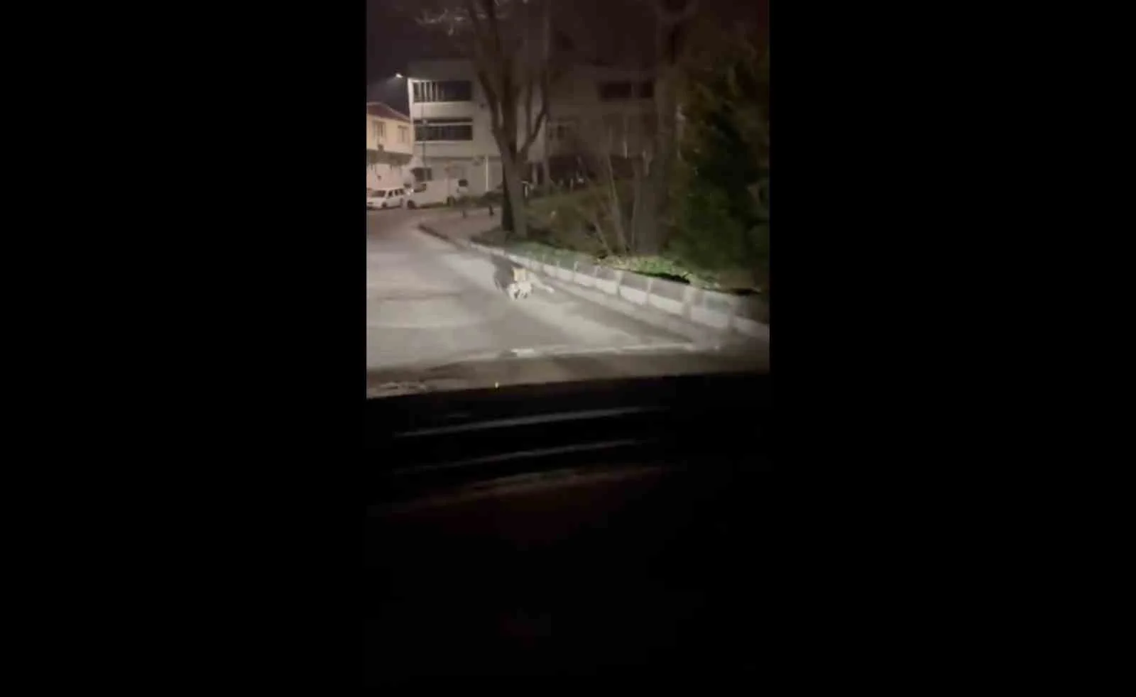 Bursa’da gece yarısı tilki, ağzında kediyle sokakta görüntülendi