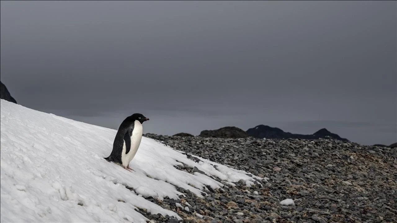 Sosyal medyada viral olan nihilist penguen olayı nedir