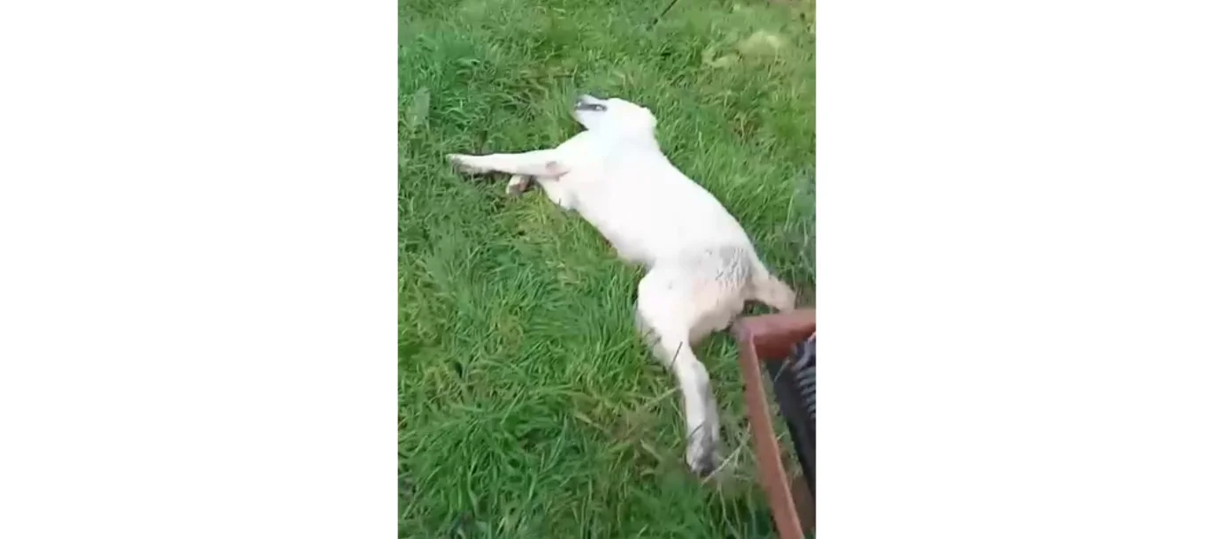 İnegöl’de Sokak Köpeği Tüfekle Vuruldu