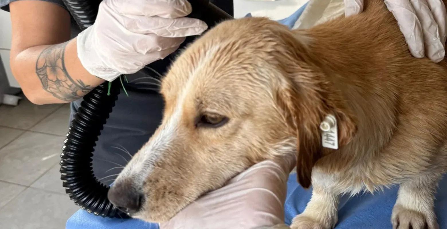 İnegöl'de silahla vurulmuştu, yaşamını yitirdi!