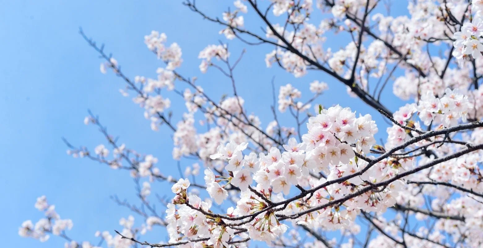 Baharın müjdecisi ilk cemre havaya düştü