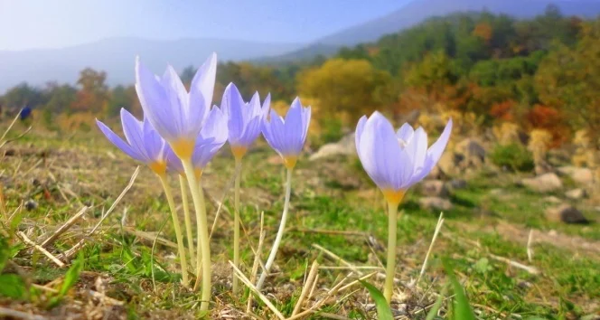 Toprağa düşen son cemreyle doğa uyanıyor