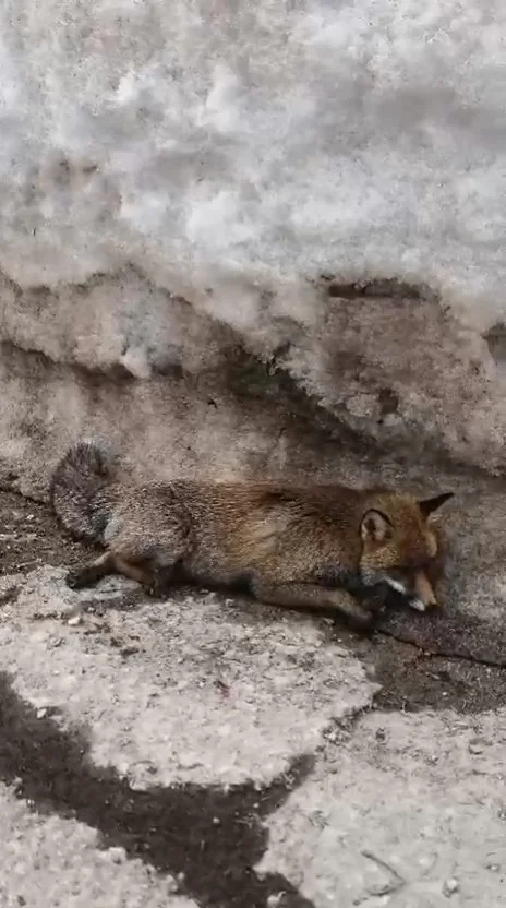 Hem çarptı, hem de yaralı halde bırakıp kaçtı!