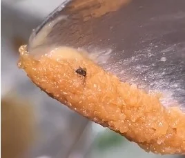 İnegöl'de vatandaşın çektiği görüntü mide bulandırdı